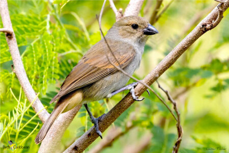Barbados Bullfinch