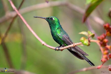 Cuban Emerald