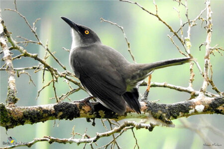 Gray Trembler