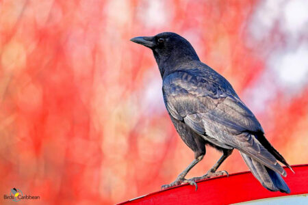 Jamaican Crow
