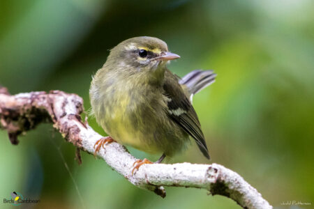 Plumbeous Warbler