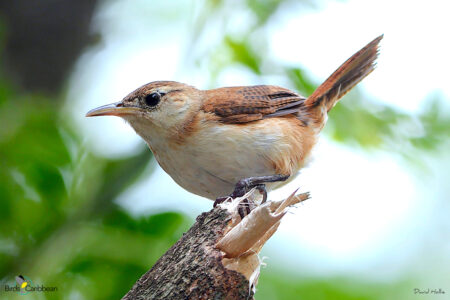 St. Vincent Wren